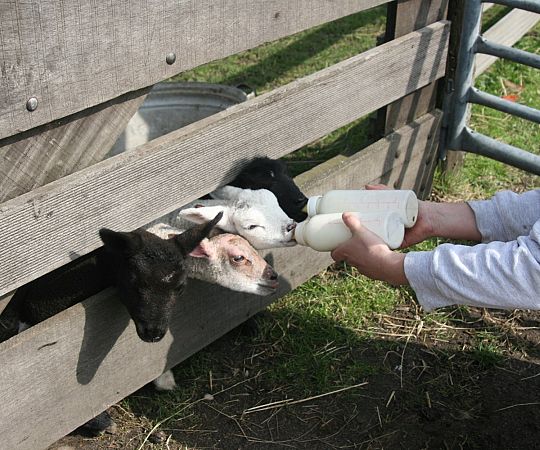 /files/Boerderij dieren/boerderij-dieren-lammetjes.jpg